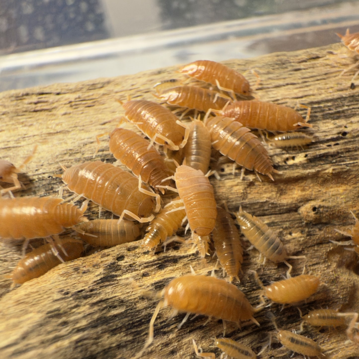 “Powder Orange” Isopods (Porcellionides Pruinosus) 10 Count