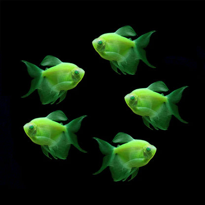 Longfin GloFish Tetra