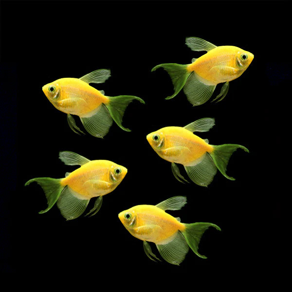 Longfin GloFish Tetra