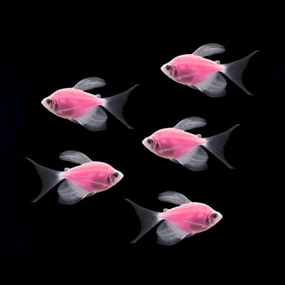 Longfin GloFish Tetra