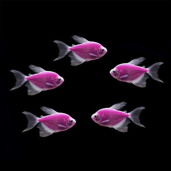 Longfin GloFish Tetra