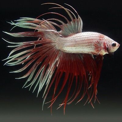 Crowntail Dragon Scale Male Betta