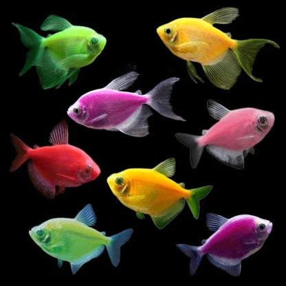 Longfin GloFish Tetra