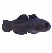 Black Clown Goby