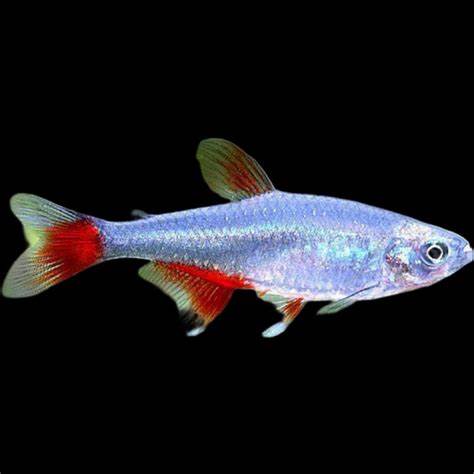 Bloodfin Tetra