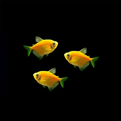 GloFish Tetra