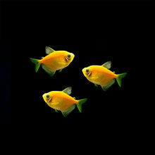 Load image into Gallery viewer, GloFish Tetra
