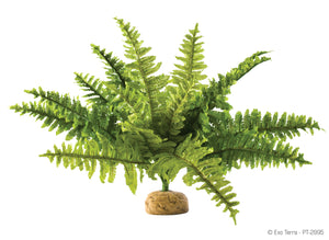 Exo Terra Rainforest Plants Boston Fern