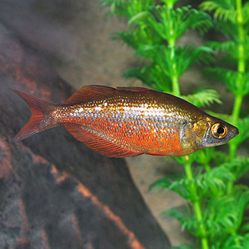 New Guinea Rainbow