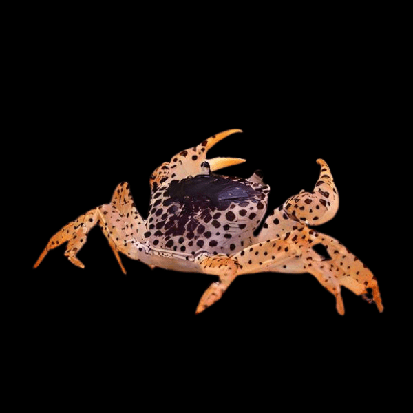 Panther Crab