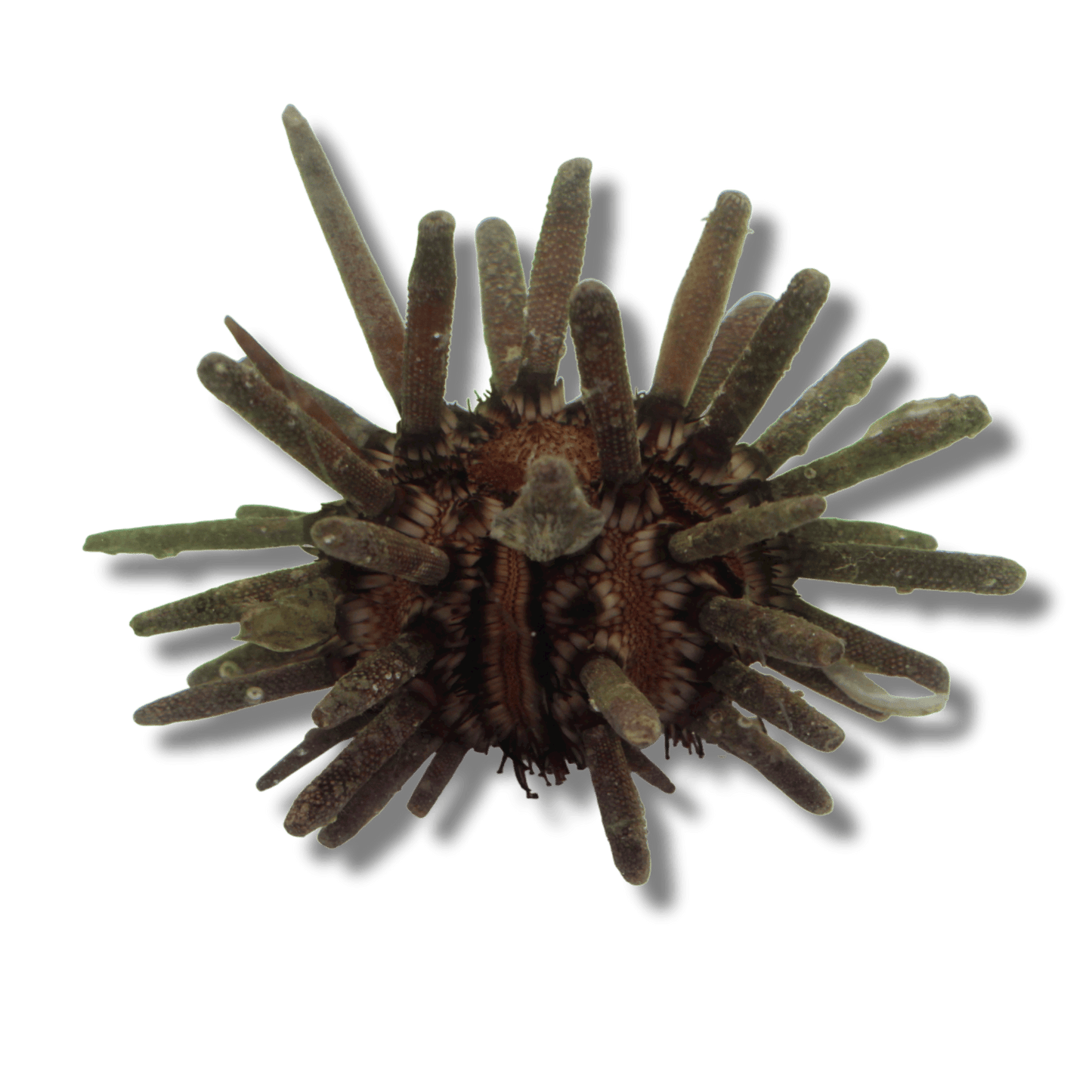 Pencil Urchin