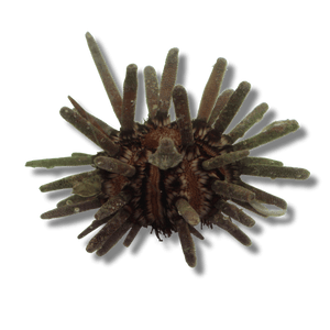 Pencil Urchin