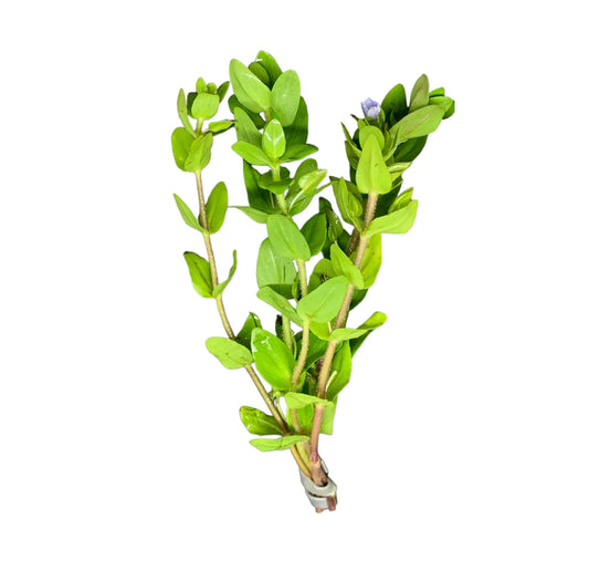 Bacopa Lead Bunch Aquatic Plant