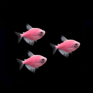 GloFish Tetra