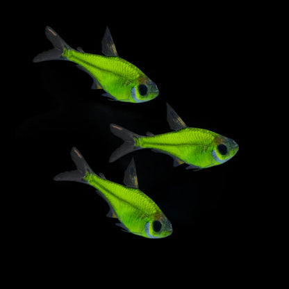 GloFish Pristella Tetra