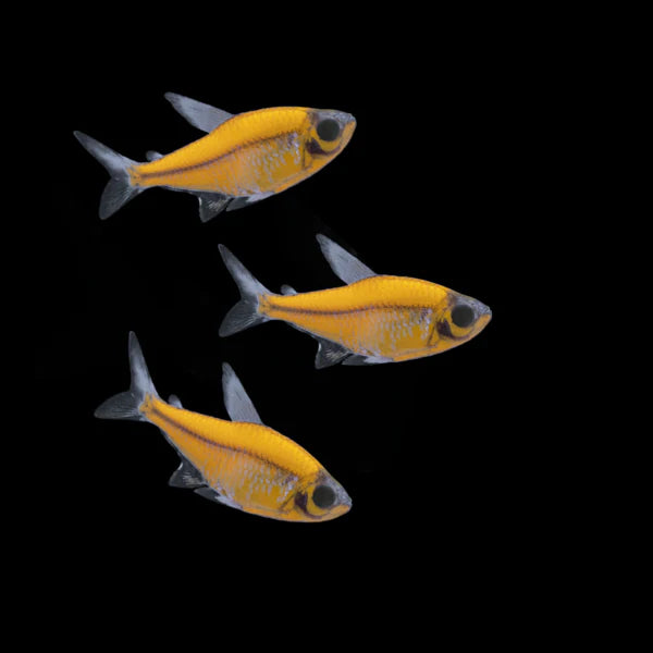 GloFish Pristella Tetra