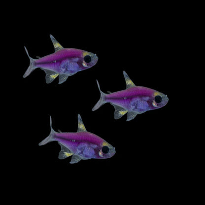 GloFish Pristella Tetra