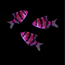 Load image into Gallery viewer, GloFish Barb
