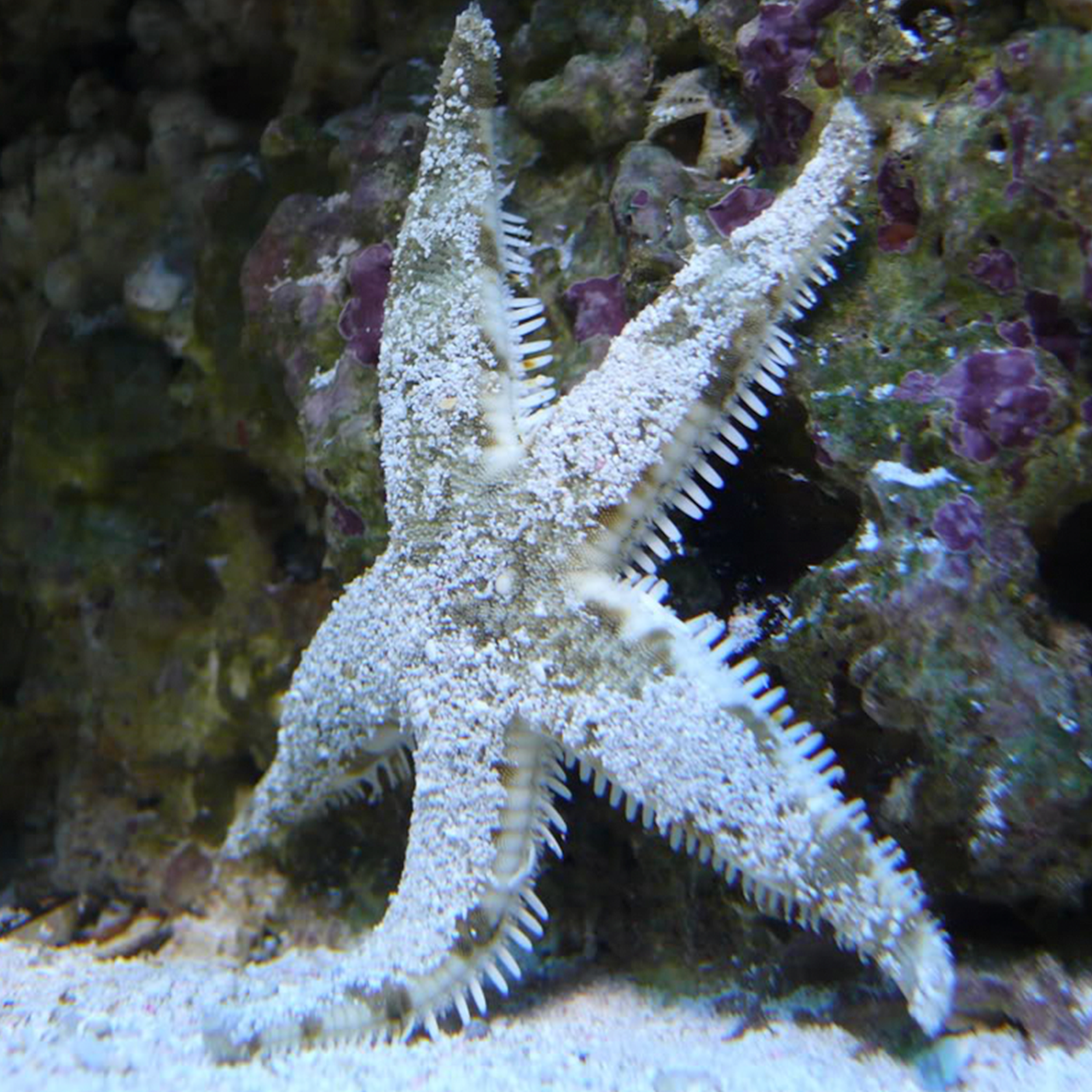 Sand Sifting Starfish