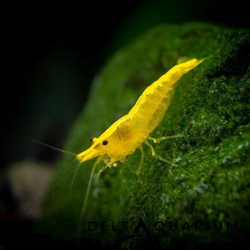 Golden Back Yellow Cherry Shrimp