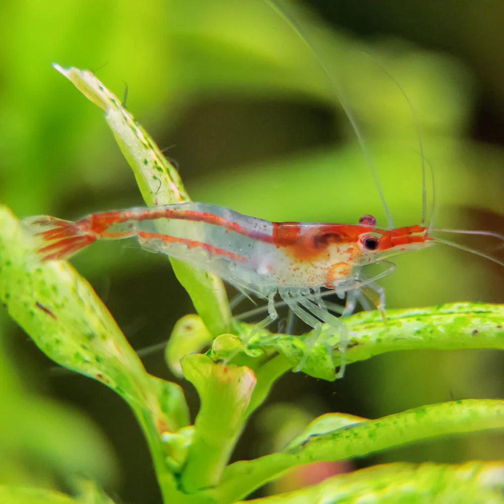 Red Rili Shrimp