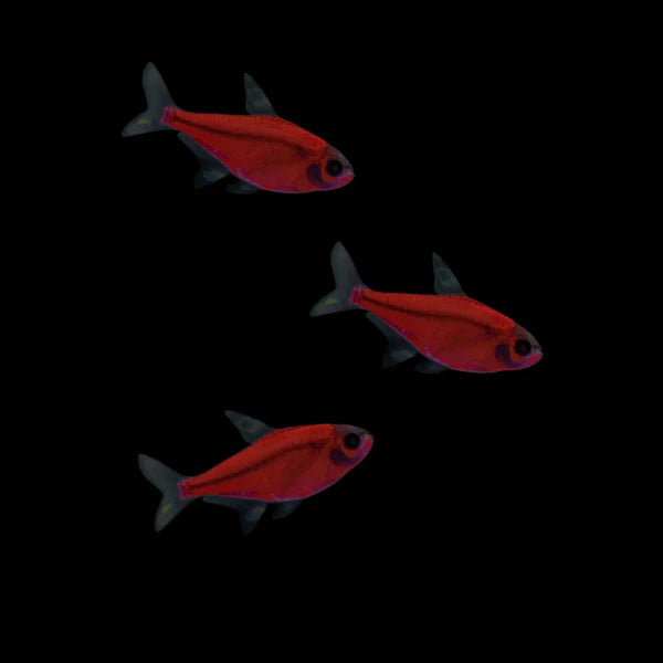 GloFish Pristella Tetra