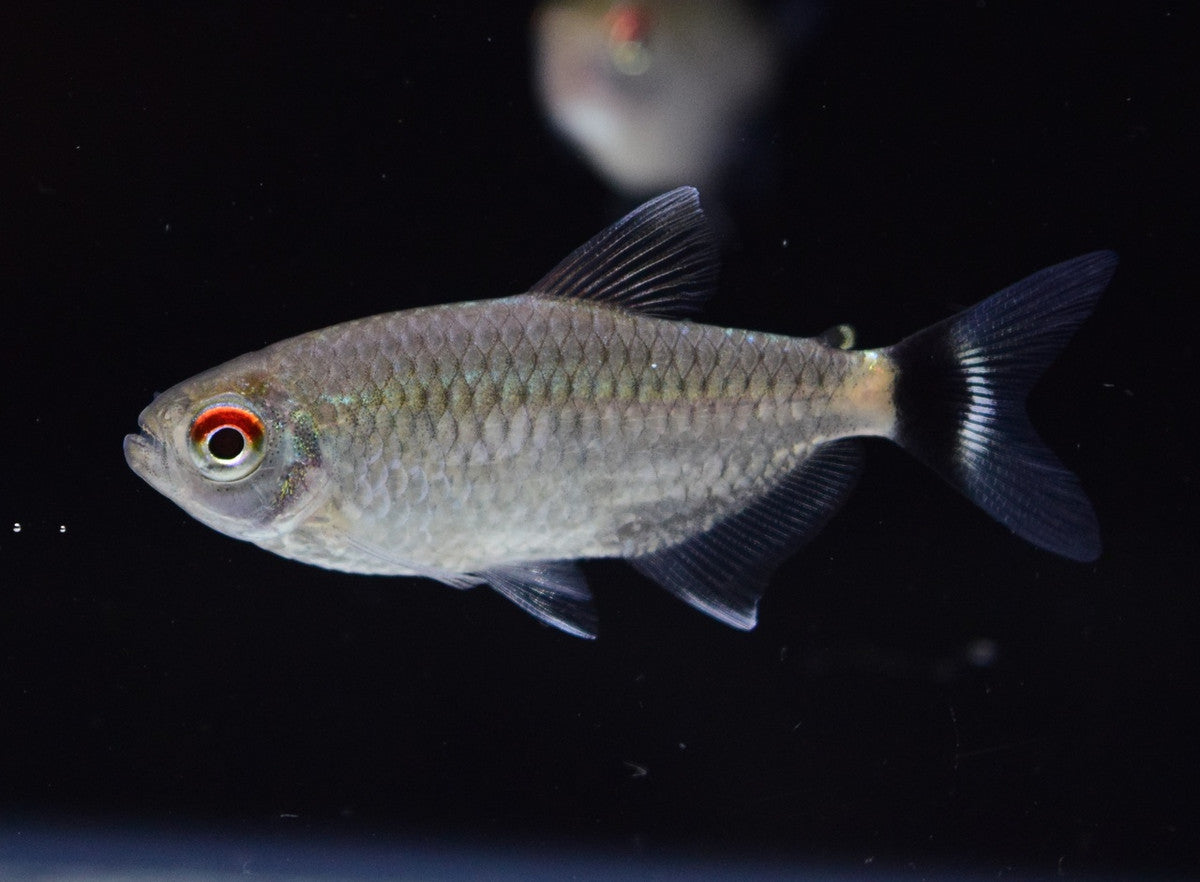 Red Eye Tetra