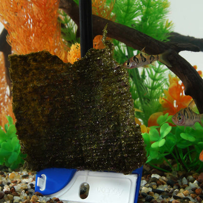 Aqueon ProScraper 3.0 Short Handle Aquarium Algae Scraper