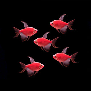 Longfin GloFish Tetra