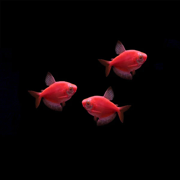 GloFish Tetra