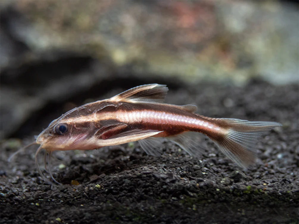 Raphael Stripe Catfish