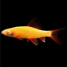 Load image into Gallery viewer, GloFish Shark
