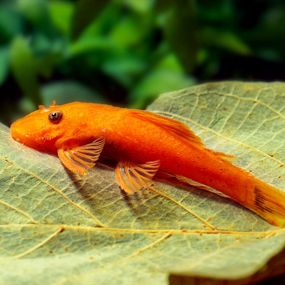 Red Bristlenose Plecostomus