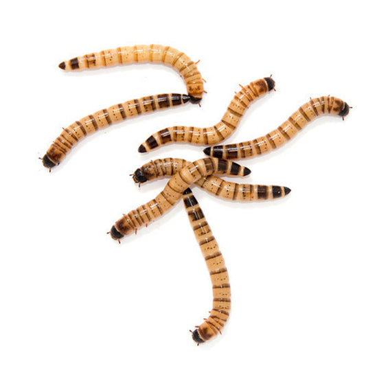 Superworms 25 Pack