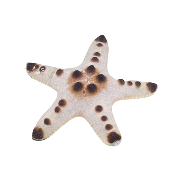 Chocolate Chip Starfish