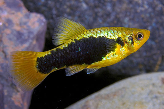 Redtail Black Variatus