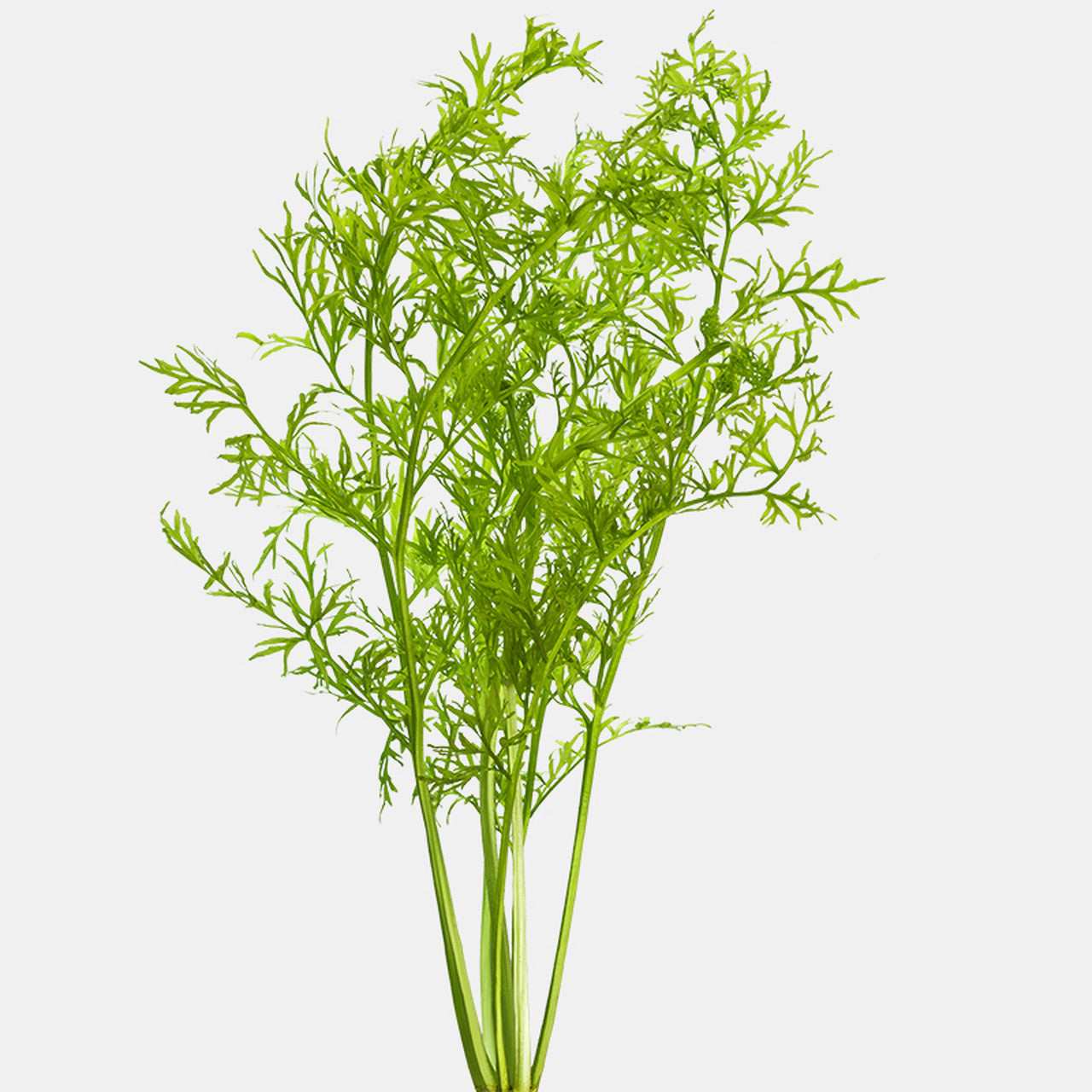 Lace Leaf Water Sprite Root Aquatic Plant