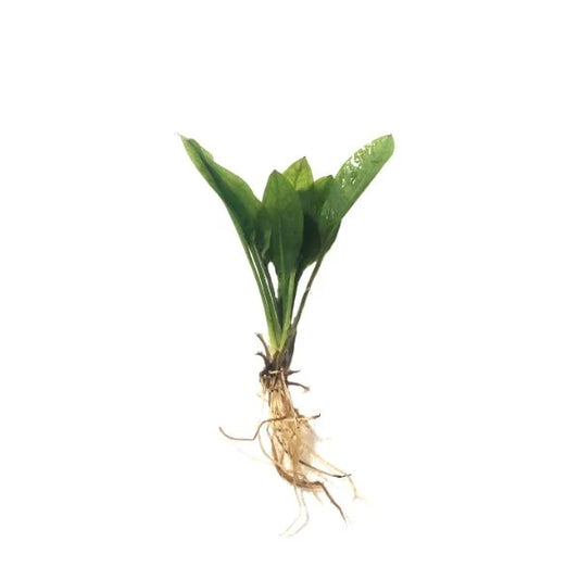 Compact Amazon Sword Root