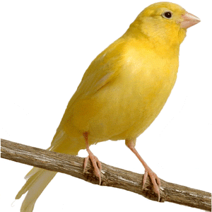 Assorted Canary