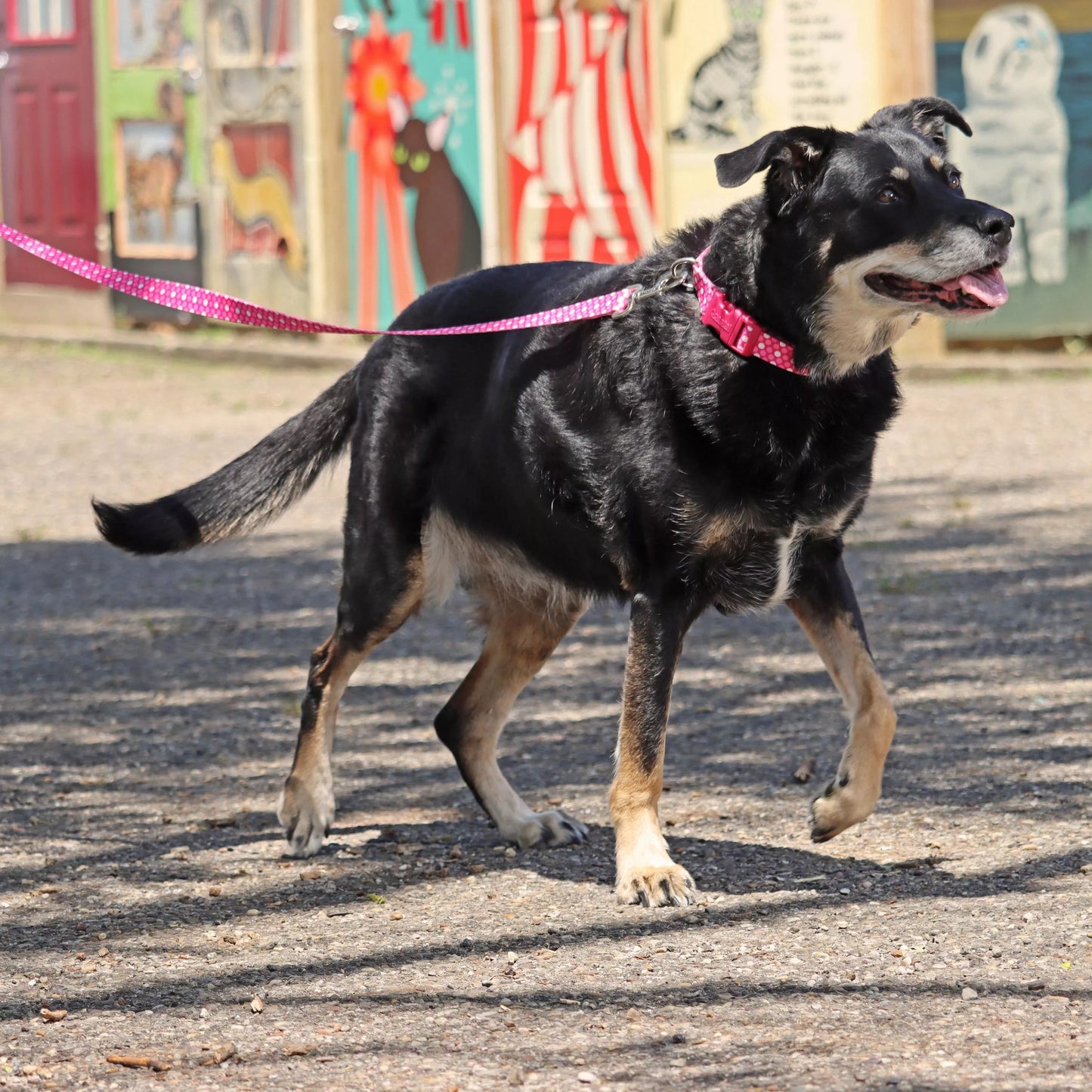 Coastal Styles Dog Leash Outreach