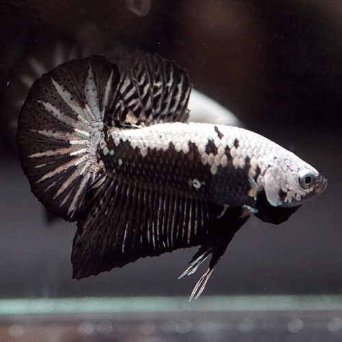 Black Samurai Plakat Male Betta