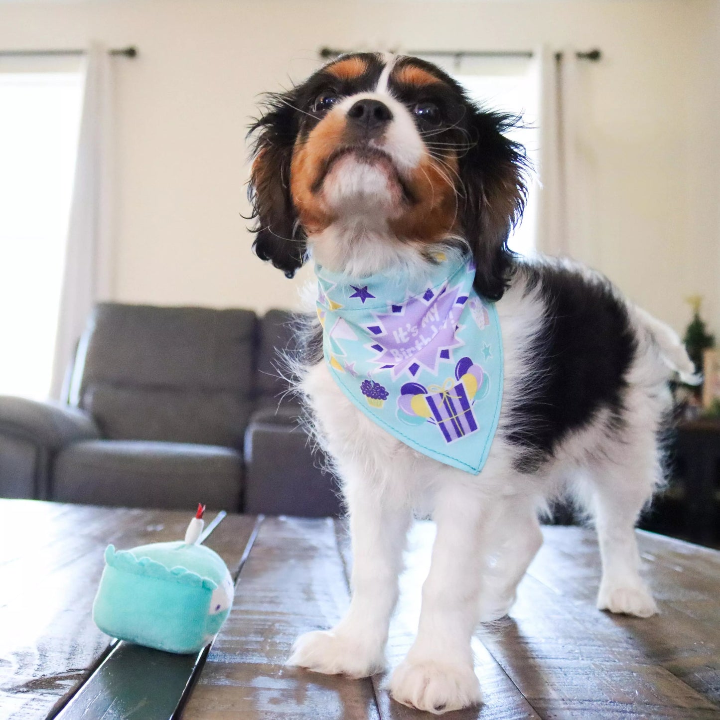 Li'l Pals by Coastal Birthday Combo - Bandana, Bowtie & Dog Toy