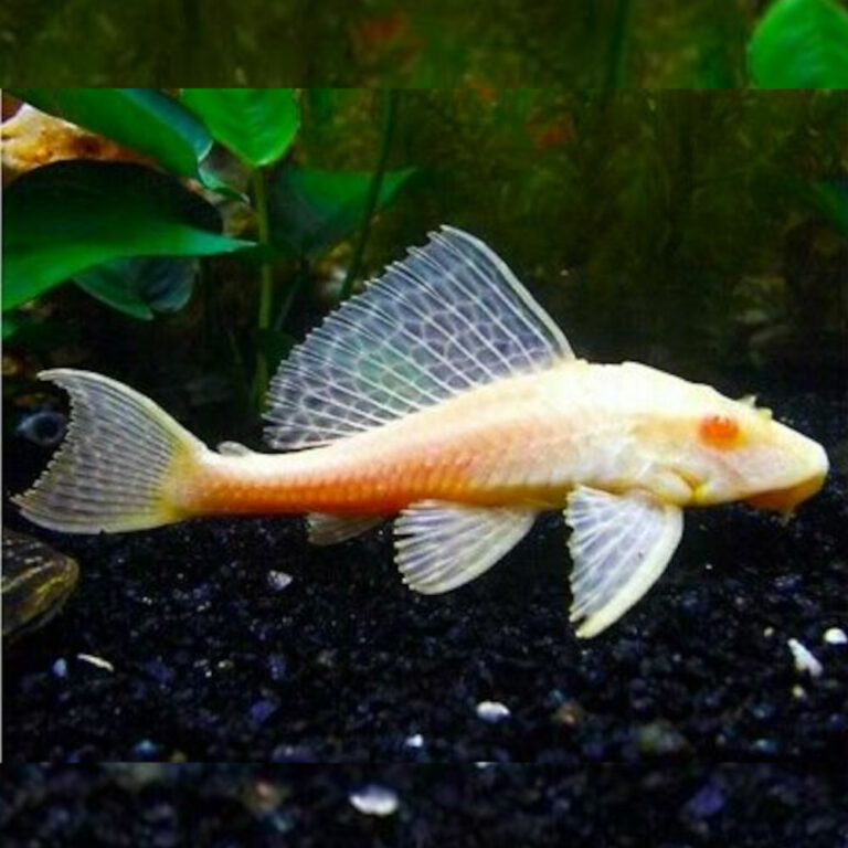 Albino Marble Sailfin Plecostomus