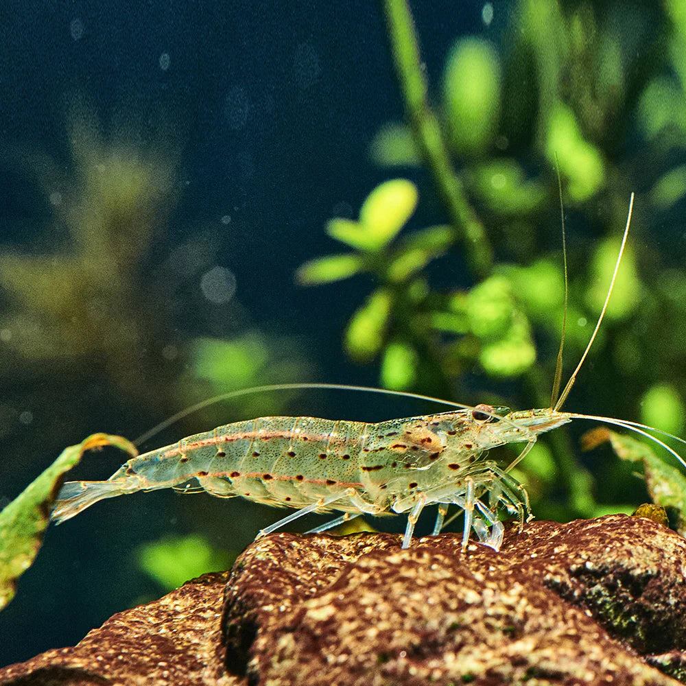 Algae Eating Shrimp