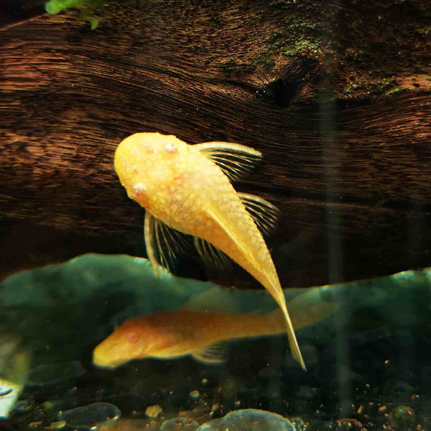 Abino Bristlenose Plecostomus