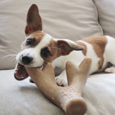 Tall Tails Antler Chew Dog Toy