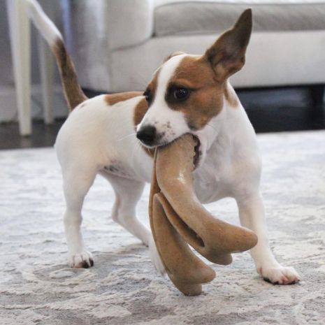 Tall Tails Antler Chew Dog Toy