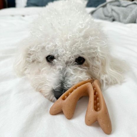 Tall Tails Antler Chew Dog Toy