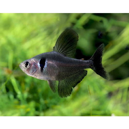 Black Phantom Tetra