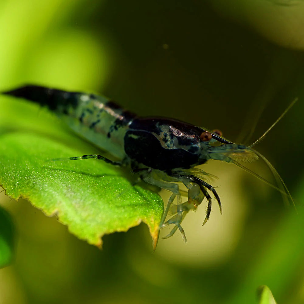 Carbon Black Rili Shrimp